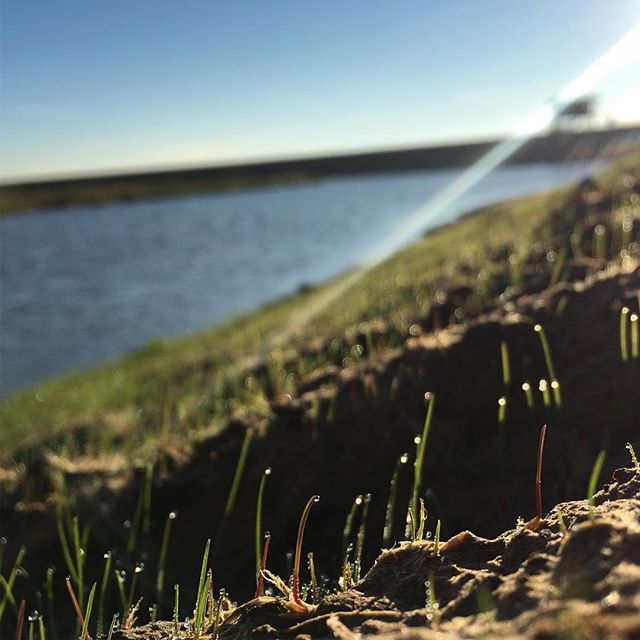 hydroseeding wildflower uk